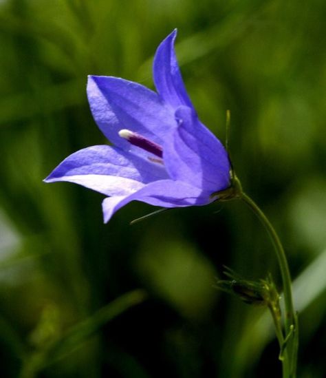 Campanula Rotundifolia, Michigan Wildflowers, Plant Tattoo, Pure Michigan, Northern Michigan, Lawn And Garden, How Many, Nativity, Wild Flowers