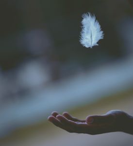 CommonLit: "Hope" is the thing with feathers - (254) Air Aesthetic, Peace Pictures, Image Zen, Feather Meaning, Air Element, Element Air, Focus Photography, Yoga Nidra, White Feather