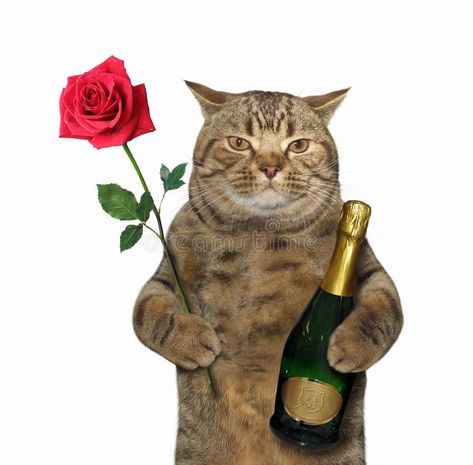 Cat with wine and a rose 2. The handsome cat holds a bottle of sparkling wine an #Sponsored , #affiliate, #ad, #rose, #bottle, #sparkling, #wine Rose White Background, Handsome Cat, Cat Wine, Rosé Png, Wallpaper Cat, Cat Stock, Love Rose, Silly Cats, Sparkling Wine