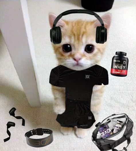 Cat Meme Pfp, Cat Profile Pic, Buff Cat, Whey Protien, Cat With Hat, Cat Gym, Gym Kit, Pfp Profile, Cat Profile