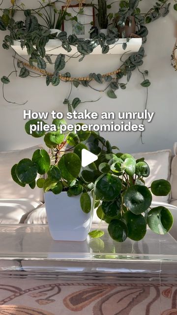 Samantha Hermann on Instagram: "Keep your plants thriving with a little support! 🌿 

But first, comment ‘pilea’ for supplies & a discount code for these clip lights!

Staking helps encourage stronger growth and prevents bending. 

Pilea tips:

Light: Pilea peperomioides, also known as the Chinese Money Plant, thrives in bright sunlight. Place it near a west or south window to keep it happy. Or consider adding a grow light!

Watering: Water your Pilea when the top half of soil feels dry to the touch. Avoid overwatering, as this can lead to root rot. Allow excess water to drain away to prevent waterlogged soil.

Well-Draining Soil: Use a well-draining potting mix to ensure good aeration for the roots. A mix of equal parts potting soil, perlite and orchid bark works well to prevent waterlogg How To Propagate Peperomia, Pistia Water Plant, How To Propagate Pilea, Pennywort Plant In Water, Pilea Peperomioides Propagate, Orchid Soil, Pilea Peperomioides, Orchid Bark, Clip Lights