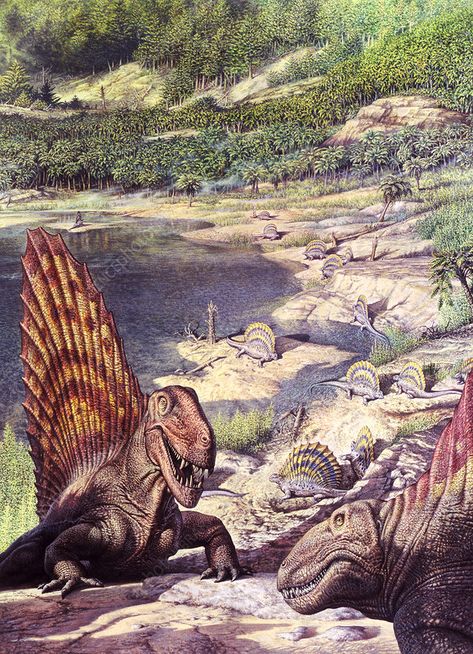 Dimetrodon and Edaphosaurus synapsids, illustration - Stock Image - C035/4171 - Science Photo Library Dinosaur Information, Dinosaur Facts, Dinosaur Posters, Cretaceous Period, Dinosaur Illustration, Dinosaur Funny, Paleo Art, The Good Dinosaur, Extinct Animals