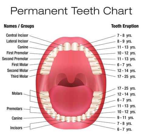 Teeth Eruption Chart, Teeth Diagram, Teeth Eruption, Teeth Images, Teeth Anatomy, Tooth Chart, Dental Anatomy, Human Teeth, Dental School