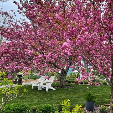 Dana (@thisoldcapehouse) • Fotos e vídeos do Instagram Let The Countdown Begin, Cherry Trees, Beautiful Trees, Do It Again, Potting Shed, Cherry Tree, Variety Show, May 7th, May 7