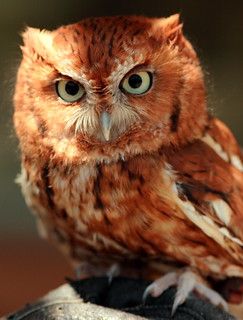 Red-Phase Eastern Screech Owl | being held by a keeper near … | Flickr Owl Bags, Eastern Screech Owl, Owl Photography, Red Owl, Felt Owls, Screech Owl, Owl Collection, Owl Photos, Owls Drawing