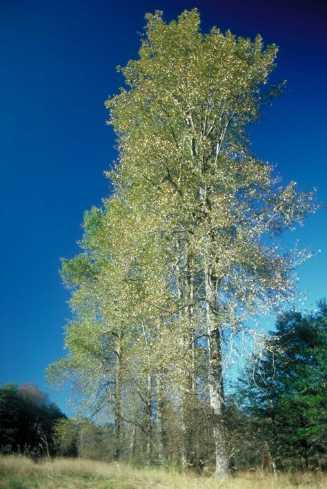 Hybrid poplars (Populus spp.) are the result of genetic crossing between two different... Hybrid Poplar Tree, Peony Yip, Poplar Tree, Healthy Garden, Genetic, Culture Art, Landscaping, Things To Do, Trees