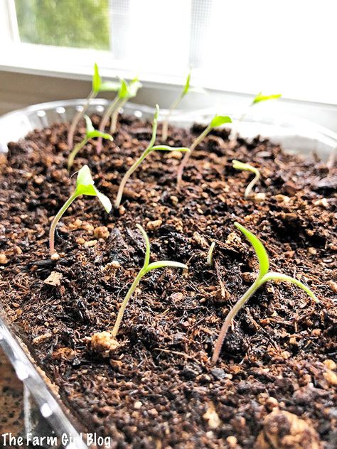 Homesteading Inspiration, Seed Starting Containers, Growing Tomato, Seed Starting Soil, Growing Tomato Plants, Tomato Seedlings, Starting Seeds Indoors, Planting Ideas, Organic Compost