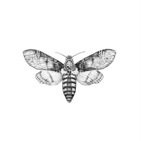 Moth Drawing, Deaths Head Moth, Hawk Moth, Charcoal Art, Art Class, Art Classes, Moth, Tattoos, Drawings