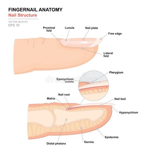 Science of human body. Anatomical training poster. Fingernail Anatomy. Structure of human nail. Cross-section of the finger royalty free illustration Anatomy Structure, Nail Disorders, Manicure Tutorials, Take Care Of Your Hair, Different Types Of Nails, Bald Patches, Nail Courses, Nail Bed, Nail Forms