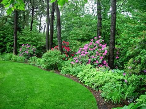 The border early in the season with both Rhododendron 'Roseum Elegans' and Rhododendron 'Nova Zembla' in full bloom. Later in the season the white flowered Doublefile Viburnum and Pieris japonica 'Mountain Fire' with its hot colored new growth adds zest followed by a huge show of feathery astilbe hybrids and creeping cranesbill geranium hybrids. Woodland Landscaping, Wooded Backyard Landscape, Azaleas Landscaping, Privacy Planter, Evergreen Landscape, Shade Gardening, Dappled Sunlight, Wooded Landscaping, Privacy Landscaping