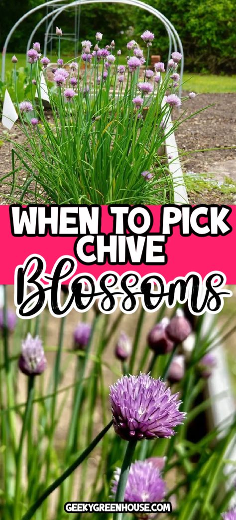 Chive Flowers Uses, Chive Blossom Salt, Chive Blossom Recipe, Chive Blossom Uses, Chive Flowers Recipe, Chives Flowers, Drying Chives, Jewel Tone Garden, Spices Garden