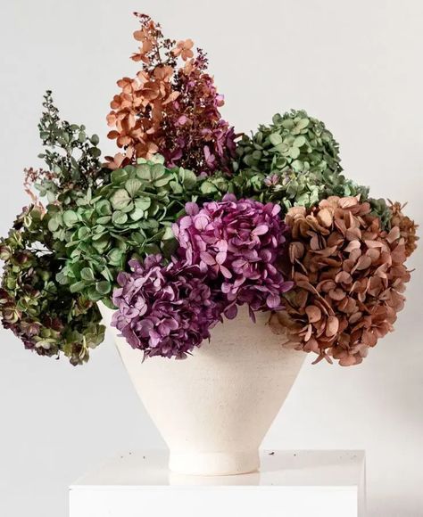 How To Dry Hydrangeas And Preserve Them Dry Hydrangeas How To, How To Preserve Hydrangea Blooms, How To Dry Hydrangea Flowers, Dried Hydrangeas Centerpiece, Dry Hydrangeas, Flower Crab, Hydrangea Serrata, Big Leaf Hydrangea, Hydrangea Arborescens