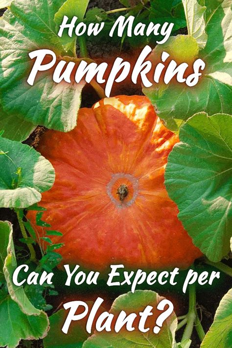 How To Grow Pumpkins Vertically, Planting Pumpkins How To Grow, Growing Pumpkins Vertically, Pumpkin Garden Ideas, When To Harvest Pumpkins, Hillside Orchard, Plant Pumpkins, Planting Pumpkin Seeds, Farmhouse Gardens