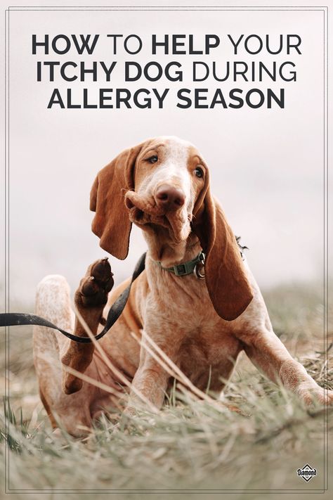 Springtime can bring environmental allergies for many dogs. Luckily, there are many things you can do to help manage your itchy pet’s allergy symptoms, but it’s important to know the signs of allergies in order to help. Read our blog for tips on how to spot allergies and to learn what steps you can take to provide your pet relief. #AllergySeason #ItchyDog Environmental Allergies, Grass Allergy, Allergy Shots, Itchy Dog, Allergy Season, Colorful Hairstyles, Dog Muzzle, Tick Prevention, Natural Dog Food