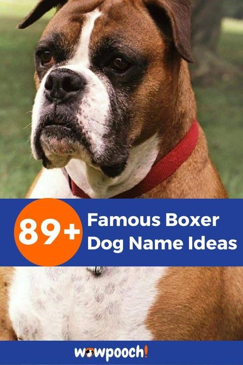 Famous Characters And Personalities Inspired Boxer Dog Names Name Meaning / Inspiration Gender #1 Ali After Muhammad Ali, the greatest heavyweight boxer of all time Male #2 Mosley After Shane Mosley, four-time, three-weight world champ, light, super, welter Female #3 Walker After Edward “Mickey” Walker, World Middleweight champion Male #4 Pep After Guglielmo Papaleo, aka … 89  Remarkable Famous Boxer Dog Name Ideas Read More » Boxer Dog Names, Dog Name Ideas, Dog Names Unique, Boxer Breed, Girl Boxers, Girl Dog Names, Male Boxers, Boxer Bulldog, Female Boxers