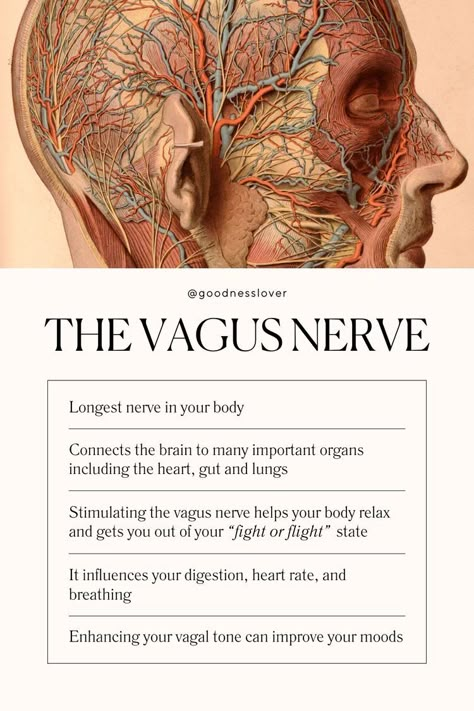 Thoughts Emotions Actions, Vagus Nerve Ice Therapy, How To Stimulate The Vegas Nerve, Nervous System Breathing, Resetting Your Vagus Nerve, Dorsal Vagus Nerve, What Is The Vagus Nerve, Food For Nervous System, Vega Nerve