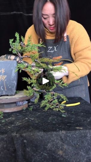 Bonsai Tree Aesthetic, Bonsai Aesthetic, Japanese Maple Bonsai, Japanese Bonsai Tree, Maple Bonsai, Bonsai Ideas, Bonsai Art, Bonsai Trees, Japanese Maple