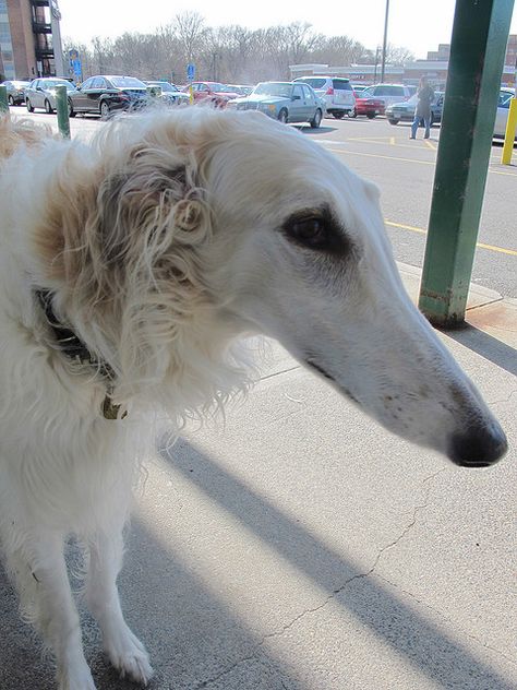 Long Nose Dog by djlewis, via Flickr Long Snout Dogs, Big Nose Dog, Long Nose Dog Drawing, Sus Animals, Dog Long Nose, Silly Borzoi, Long Nose Dog, Dog Characters, Paw Drawing