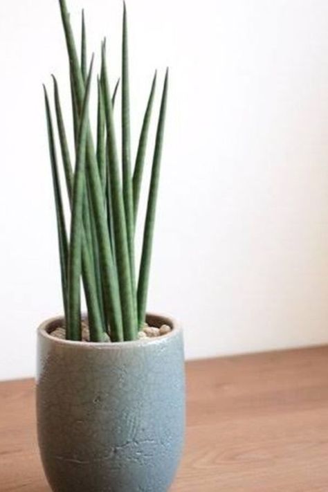 Unlock the Secrets to Nurturing Healthy and Resilient Sansevieria Bacularis. From Light and Watering to Propagation, We've Got You Covered. Elevate Your Plant Care Skills Today! IG Photo by: plants_lover_ts Spider Mites, Neem Oil, Mother Plant, Plant Lover, Plant Care, The Basics, Green Leaves, House Plants, Plants