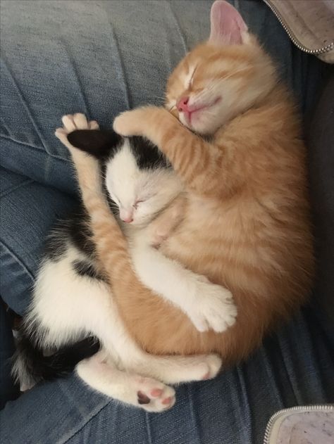 Cat Best Friend, Cat Best Friends, Cat Besties, White And Black Cat, Cat Cuddle, Cat Club, Cute Rats, Cat Sleeping, Ginger Cats