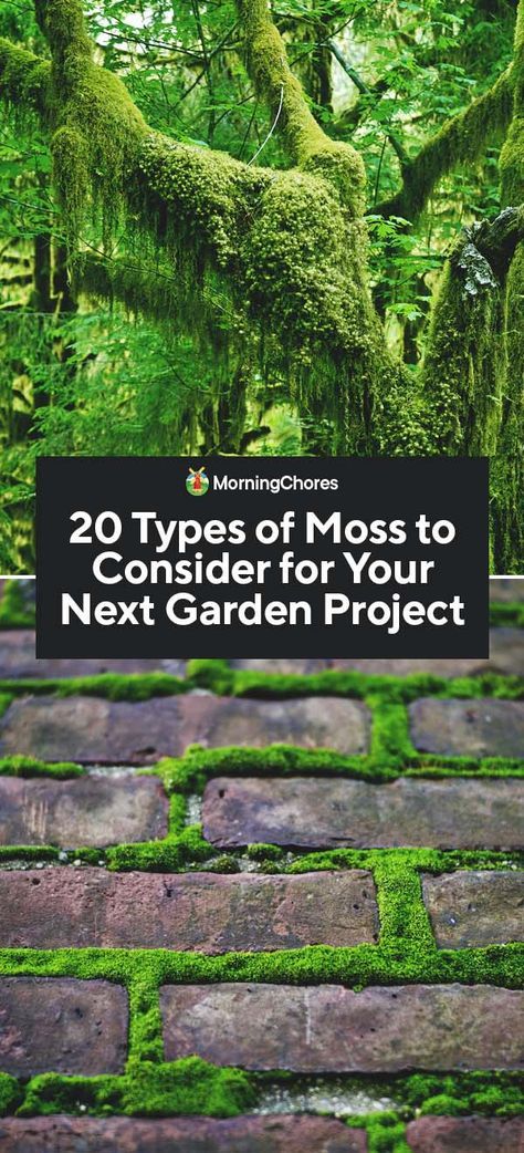 Types Of Moss Plants, Garden Moss Ideas, Moss Walkway, Moss Garden Outdoor, Moss Garden Ideas, Moss Types, Ideas Para Decorar Jardines, Moss Gardens, Moss Growing