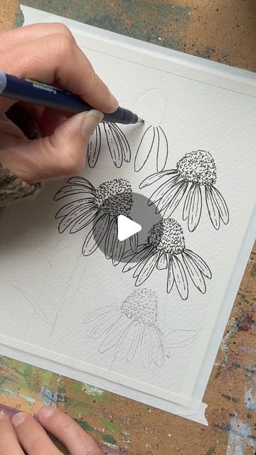 m r s g o o d w i n on Instagram: "Daisies and echinacea aren’t in bloom in my garden yet.  I should go out to visit and sketch the wild rose, strawberries, chamomile, pansies, columbine, and irises.  Who do you think I should paint next?  Will you be painting flowers this season, too?  SUPPLIES USED: •pencil and eraser  •Grumbacher cold pressed paper •Tombow Fudenosuke brush pen •Daniel Smith watercolors  •Silver Black Velvet size 8 round brush •liner brush for splattering   #watercolor #watercolorpainting #illustration #drawing #sketch #flower #flowers #echinacea #coneflower #garden #gardening #lefty #lefthanded #tombowfudenosuke #danielsmithwatercolors #oregonartist #artistherapy" Rose Strawberries, Coneflower Garden, Sketch Flower, Rock Painting Flowers, Tombow Fudenosuke, Pressed Paper, Liner Brush, Round Brush, Painting Flowers