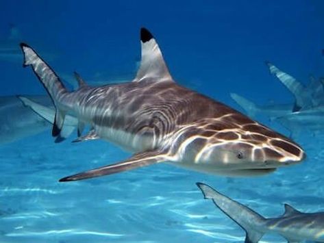 Black Tip Reef Shark, Black Tip Shark, Types Of Sharks, Shark Pictures, Reef Shark, Shark Fishing, Cute Shark, Shark Week, Arte Inspo