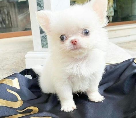 Chihuahua Puppies For Sale | Vancouver, WA #351217 Teacup Chihuahua Puppies For Sale Near Me, Chihuahua Puppies For Sale Near Me, Dogs For Adoption Near Me, Chiwawa Puppies, Teacup Chihuahua For Sale, Capuchin Monkeys, Micro Teacup Puppies, Chihuahua Breeds, Teacup Chihuahua Puppies