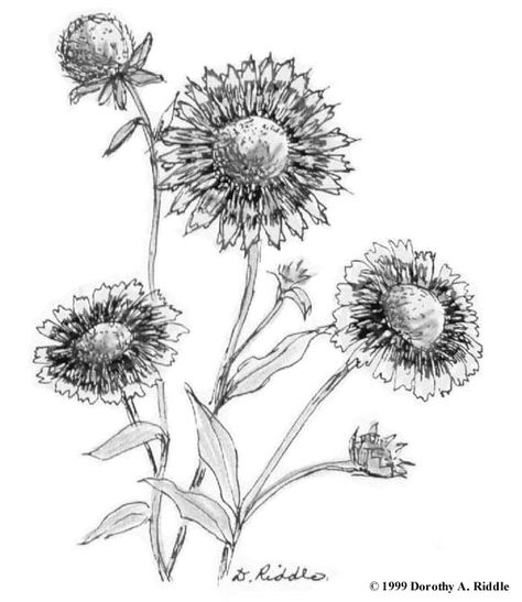 Blanket Flower Tattoo, Indian Blanket Tattoo, Blanket Flower Drawing, Sunflowers Line Art, Indian Blanket Flower Tattoo, Indian Paint Brush Flower Tattoo, Indian Blanket Flower Drawing, Indian Paintbrush Coloring Page, Sunflower Drawing Black And White