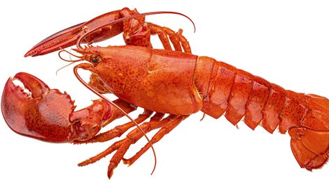 If you're pressed for time or short on the fresh variety, canned lobster can be a great substitution to combat seafood cravings. Blue Lobster Jumpscare, Seafood Cravings, Purple Lobster, Canned Seafood, Fast Food Restaurants, Long John Silver, Sunny’s Lobster Tail Newberg, Long John, Drive Thru