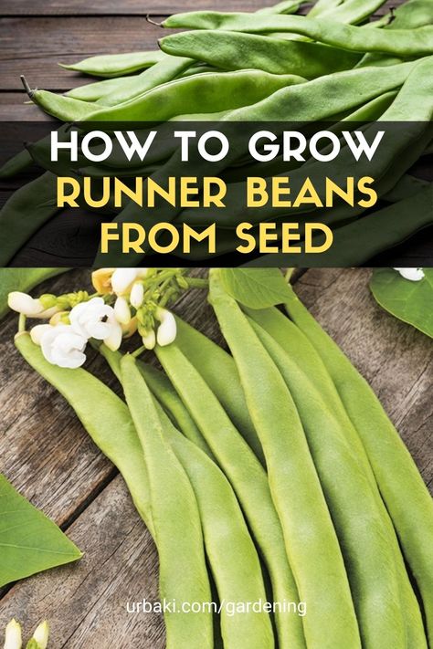 This Video will be showing how to grow Runner Beans. They are easy to grow in a small space garden, patio, or vertically. Runner beans need to be started slightly later. I will include temperatures, growing mediums, containers, Trellis, and the best way to grow healthy plants as well as including many different varieties you buy online using the links below. #urbakigardening #gardening #runnerbeans #growbeans #plantcontainer #beans Gardening Knowledge, Small Space Garden, Growing Green Beans, Vegetable Garden Planner, Space Garden, Vegetable Garden Tips, Vegetable Garden Planning, Vegetable Garden For Beginners, Runner Beans