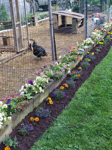 Chicken Run Herb Garden, Vines For Chicken Coop, Vines To Grow On Chicken Coop, Purple Chicken Coop, Flowers Around Chicken Coop, Chicken Coop Wreath, Chicken Run Decorating Ideas, Chicken Coop Flowers, Plants For Chicken Run