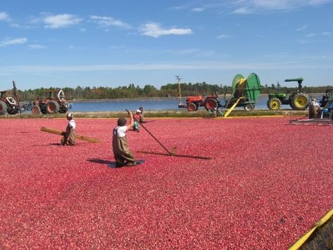 Cranberries! Whitesbog Village in Browns Mills, New Jersey is the site of the largest New Jersey cranberry farm in the early 1900's. The village and surroundings include 3,000 acres of cranberry bogs, blueberry fields, and reservoirs. Here you’ll be able to take tours of the historic site, get amazing views of the bogs and surrounding nature, and visit the Whitesbog Art Gallery! 🏞️ @whitesbogpreservation Cranberry Farm, Cranberry Bog, Farm Visit, Amazing Views, New Adventures, Adventure Awaits, The Village, Historical Sites, New Jersey