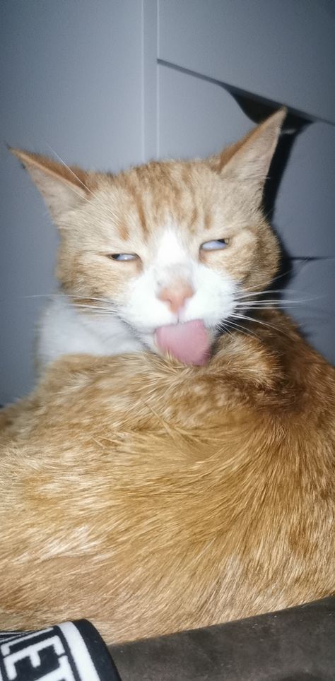 funny cat ginger cat Goofy Orange Cat, Ginger Cats Funny, Profile Picture Ginger, Ginger Cat Wallpaper, Ginger Cat Funny, Ginger Funny, Cat Brushing Teeth, Funny Orange Cat, Goofy Animals