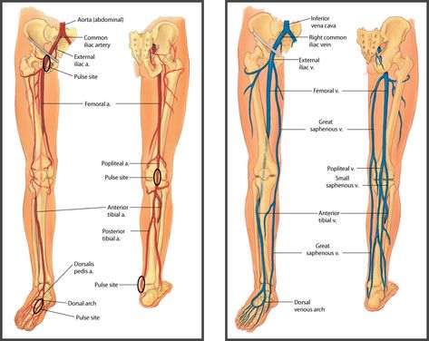 femoral artery Peripheral Vascular System, Iliac Artery, Femoral Artery, Arteries Anatomy, Vascular System, Vascular Ultrasound, Abdominal Aorta, Diagnostic Medical Sonography, Ultrasound Technician