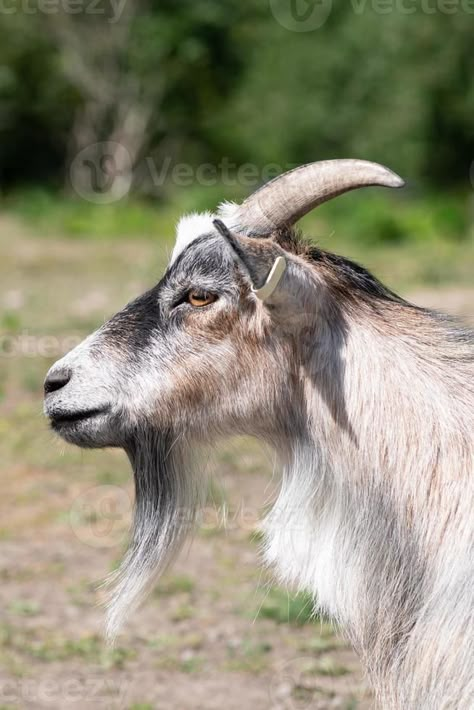 Side portrait of a male goat Goat Head Side View, Goat Side Profile, Goat Side View, Goat Profile, Goat Reference, Male Goat, Goat Demon, Goat Ornament, Goat Picture