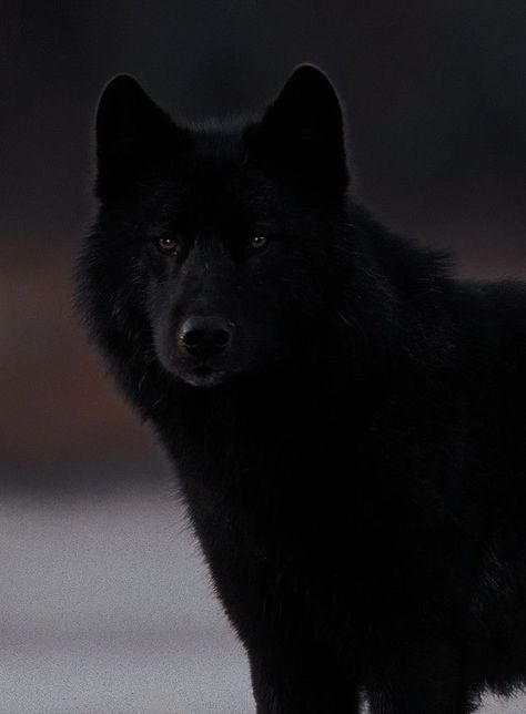 Black Animals Aesthetic, Black Wolves Aesthetic, Loup Aesthetic, Animagus Aesthetic, Prata Aesthetic, Black Wolf Aesthetic, Wolves Aesthetic, Aesthetic Wolf, Wolf Aesthetic