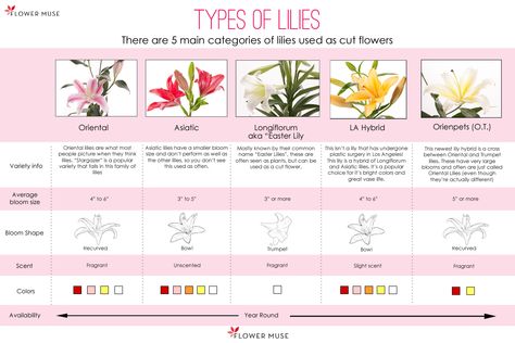 Types Of Lily Flowers, Flowers Dictionary, Flower Descriptions, Flower Charts, Stargazer Lily Wedding, Flowers Chart, Spring Season Flowers, Different Types Of Lilies, Lily Wedding Invitations