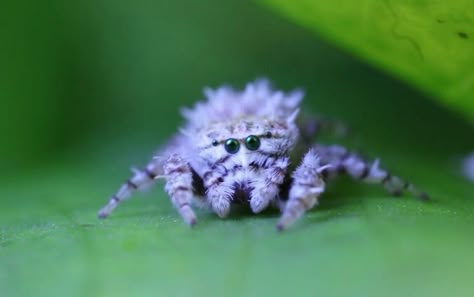 Look at her precious oh, so tiny face! 😊 She is an itty bitty jumping spider. Purple Jumping Spider, Cool Looking Spiders, Cool Spiders, Pretty Spiders, Cute Spiders, Spiders And Snakes, Spider Species, Jumping Spiders, Cute Spider