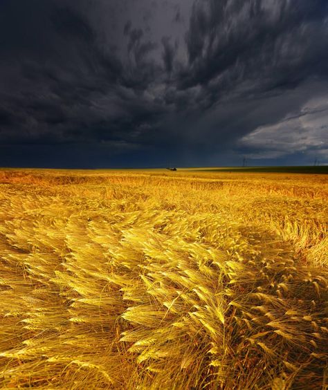 Field and Thunderstorm, Gemeinde Bad Nauheim, Hesse, Germany - Imgur Wheat Fields, Cloudy Sky, Storm Clouds, Dark Beauty, Pablo Picasso, Landscape Photographers, Most Beautiful Places, Natural Wonders, Beautiful Landscapes