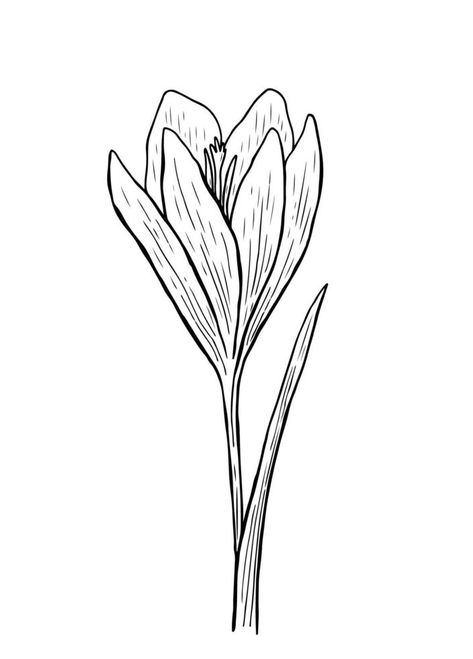 Doodle crocus with stem and leaves. A sketch of the first spring flower. Vector hand-drawn illustration in outline style. Perfect for your projects, cards, invitations, print, decor, logo. Flower Stem Illustration, Crocus Drawing, Clove Plant, Sketch Prints, Pencil Flowers, Logo Reference, Tiny Tats, Plant Sketches, Saffron Flower