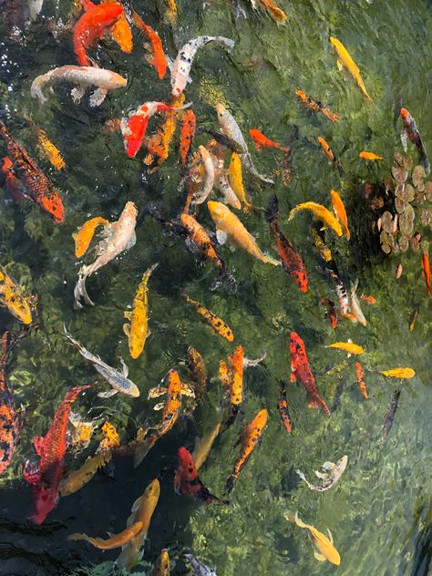 Koi Pond Top View, Pond Top View, Koi Design, Koi Fish Pond, Fish Pond, Koi Pond, Japan Art, Koi Fish, Top View