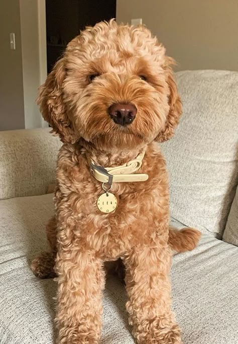 Mini Poodle Haircuts, Golden Doodle Puppy Cut, Golden Doodle Teddy Bear Cut, Tan Goldendoodle, Teddy Bear Cut Goldendoodle, Full Grown Mini Goldendoodle, Labradoodle Haircut, Labradoodle Grooming, Toy Goldendoodle