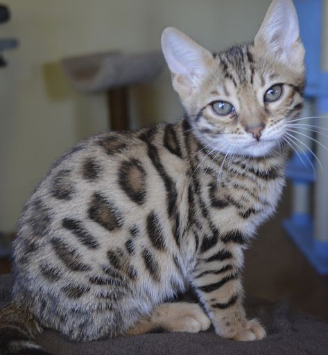 The gallery for --> White Bengal Cat Snow Bengal Cat, Bangle Cat, White Bengal Cat, Snow Bengal, Bengal Cat For Sale, Bengal Cat Breeders, Bengal Kittens For Sale, Pet Store Ideas, Bengal Kittens