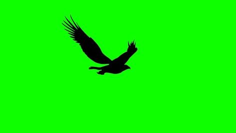 Get a 20.020 second silhouette of the flying eagle, stock footage at 29.97fps. 4K and HD video ready for any NLE immediately. Choose from a wide range of similar scenes. Video clip id 1058057827. Download footage now! Eagle Animation, Bird Green Screen, Eagle Background, Crow Pictures, Free Green Screen Backgrounds, Free Cartoon Characters, Green Screen Photo, Green Screen Footage, Episode Interactive Backgrounds