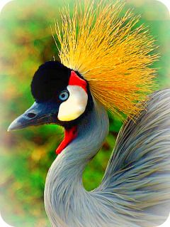 Uganda Bird Guides Crested Crane, Crane Bird, Big Bird, Exotic Birds, African Animals, Bird Photo, Colorful Birds, Bird Watching, Beautiful Creatures