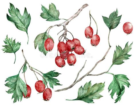 Berries Drawing, Hawthorn Berries, Hawthorn Tree, Watercolor Red, Kids Artwork, Watercolor Illustrations, Pottery Ideas, Small Trees, Art Hand