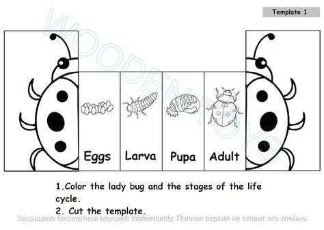 Ladybug Life Cycle Montessori Material Educational Toy - Etsy South Africa Preschool Life Cycle Activities, Life Cycle Montessori, Ladybug Life Cycle Activities, Ladybugs Preschool, Insects Kindergarten, School Bus Crafts, Ladybug Life Cycle, Insect Life Cycle, Bus Crafts