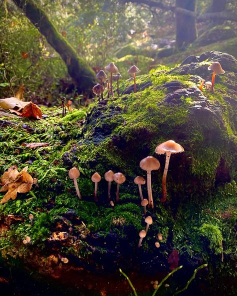 Day 27: Mushroom Just couldn’t wrangle my brain around todays prompt, but I had a magical trip to Becky Falls just down the road recently which gave me the most beautiful pics of these mushrooms, so have this instead while I have a rest day. #mdwc24d27 #mushroom #nature #beckyfalls #devon #countryside #mushrooms #waterfall #rainforest #forest #dartmoor Mushrooms And Wildflowers, Magical Fairy Forest, Mushroom Island, Devon Countryside, Mushroom Village, Mushroom Photography, Mushroom Nature, Fairy Forest, Rest Day