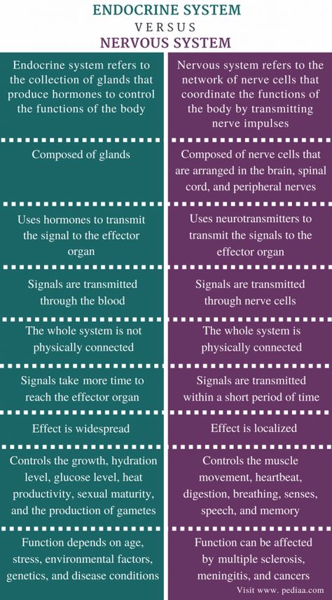 Difference Between Endocrine and Nervous System | Definition, Characteristics, Function Endocrine System Hormones, Endocrine System Nursing, Nervous System Anatomy, Emt Study, Biochemistry Notes, Human Nervous System, Peripheral Nervous System, Nursing School Motivation, Nurse Study Notes